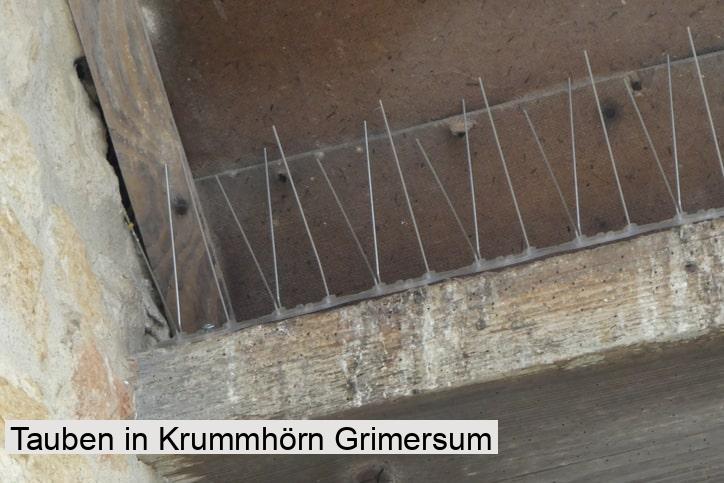 Tauben in Krummhörn Grimersum